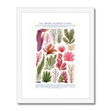 Vintage Botanical Seaweed Print Framed & Mounted Print