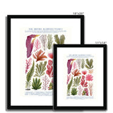 Vintage Botanical Seaweed Print Framed & Mounted Print
