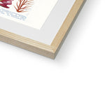 Vintage Botanical Seaweed Print Framed & Mounted Print