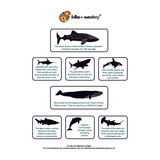 Sea creature facts