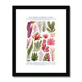 Vintage Botanical Seaweed Print Framed & Mounted Print