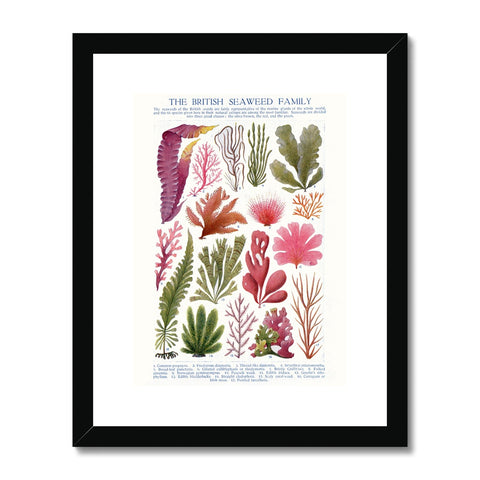 Vintage Botanical Seaweed Print Framed & Mounted Print