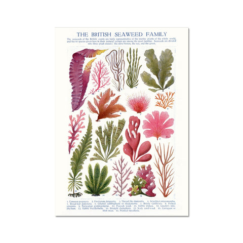 Vintage Botanical Seaweed Print Fine Art Print