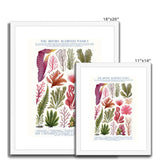 Vintage Botanical Seaweed Print Framed & Mounted Print