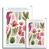 Vintage Botanical Seaweed Print Fine Art Print