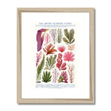 Vintage Botanical Seaweed Print Framed & Mounted Print
